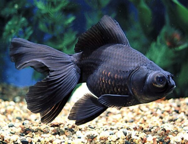 Kinguio Black