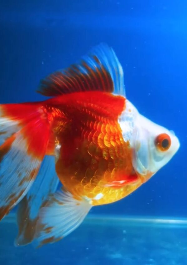Kinguio Ryukin Red and White Long Tail - Image 3