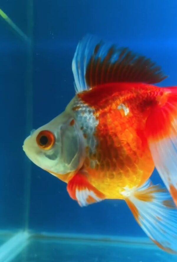 Kinguio Ryukin Red and White Long Tail