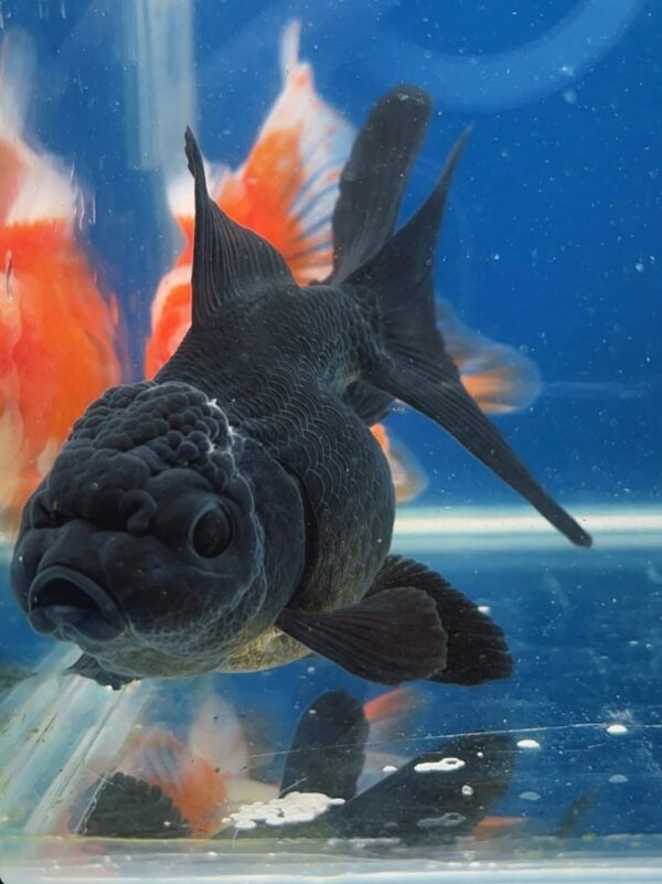 Kinguio Oranda Black