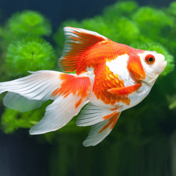 Kinguio Red & White