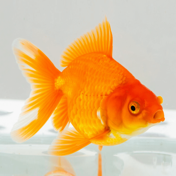 Kinguio Laranja