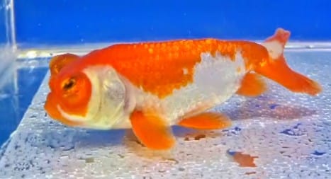 Kinguio - Celestial Red White