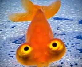 Kinguio- Celestial Laranja