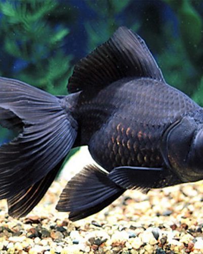 Black-Moor-Goldfish