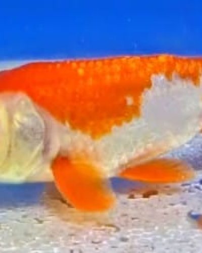 Imagem do WhatsApp de 2025-11-19 à(s) 12.33.09_40398709