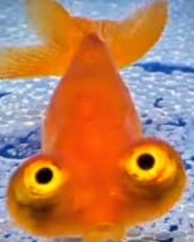 kingui celestial laranja