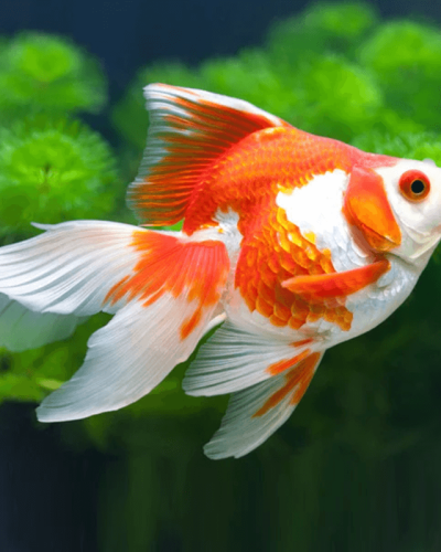 red_and_white_ryukin_goldfish